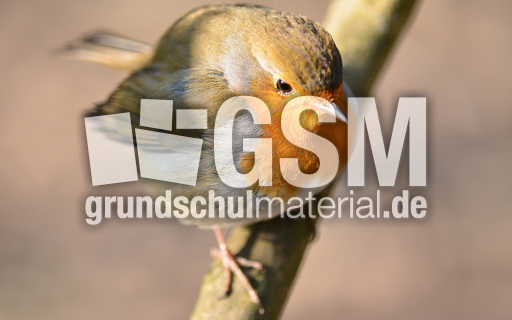 Rotkehlchen (17).jpg